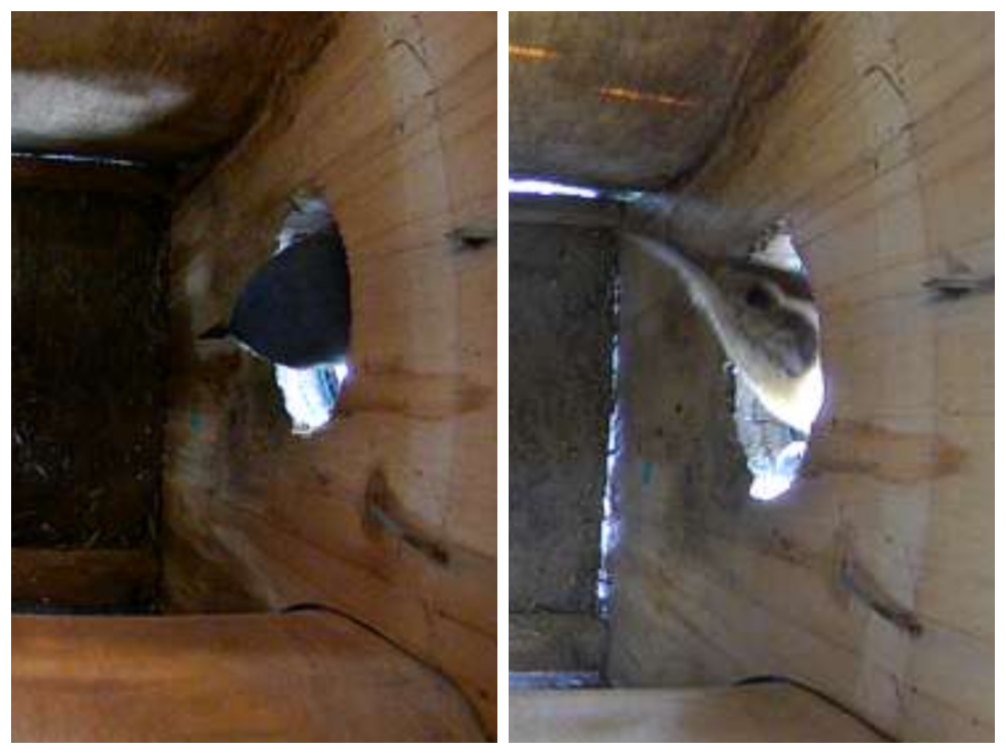 L&L Project Birdhouse cam Lit&leisure