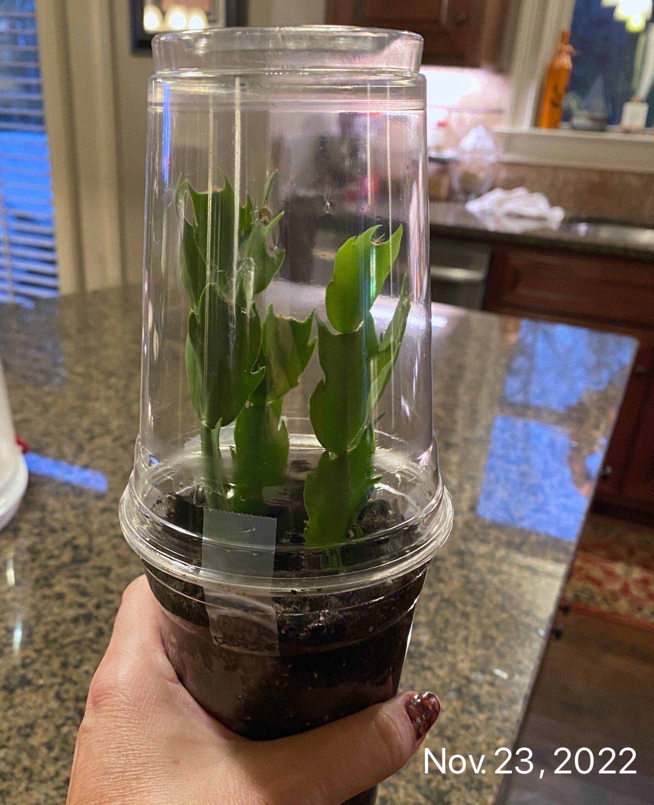 Green house for helping holiday cactus to root
