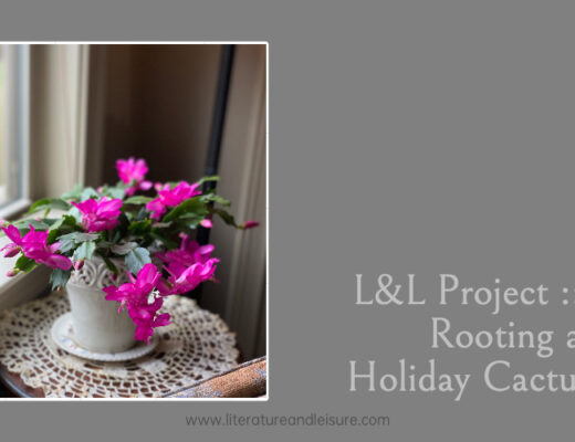 Rooting a Holiday Cactus